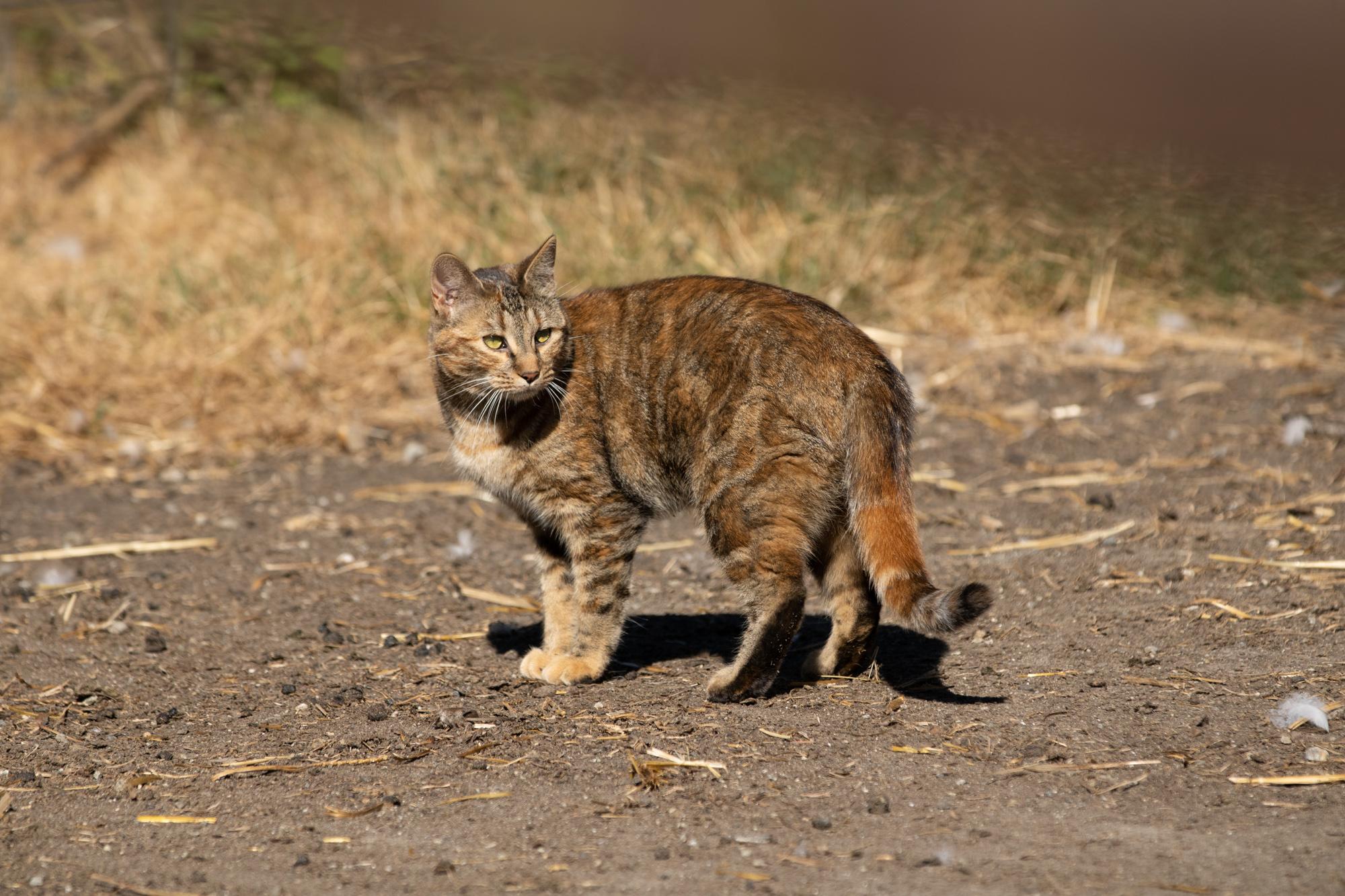 Cat standing on dirt looking back