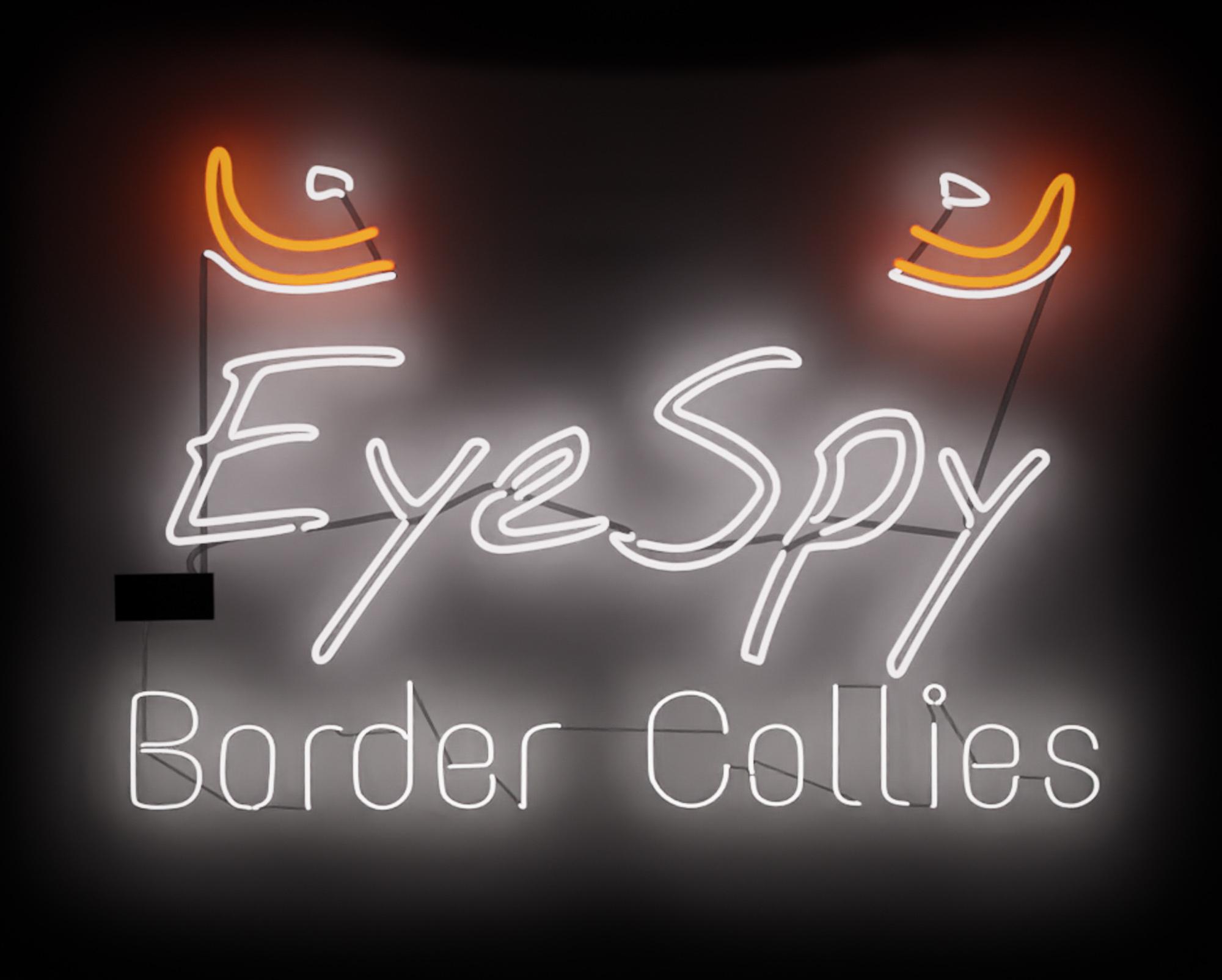 Eye Spy Border Collies