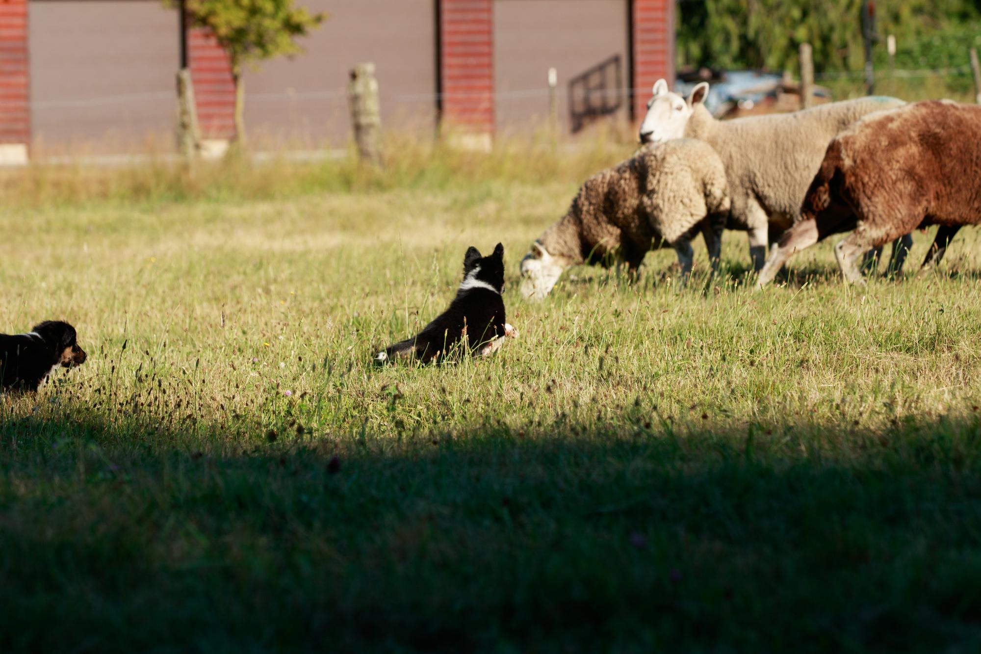 Puppy working sheep