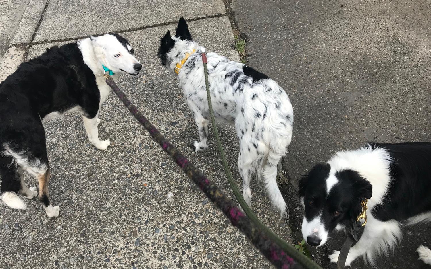 Border collies on a walk