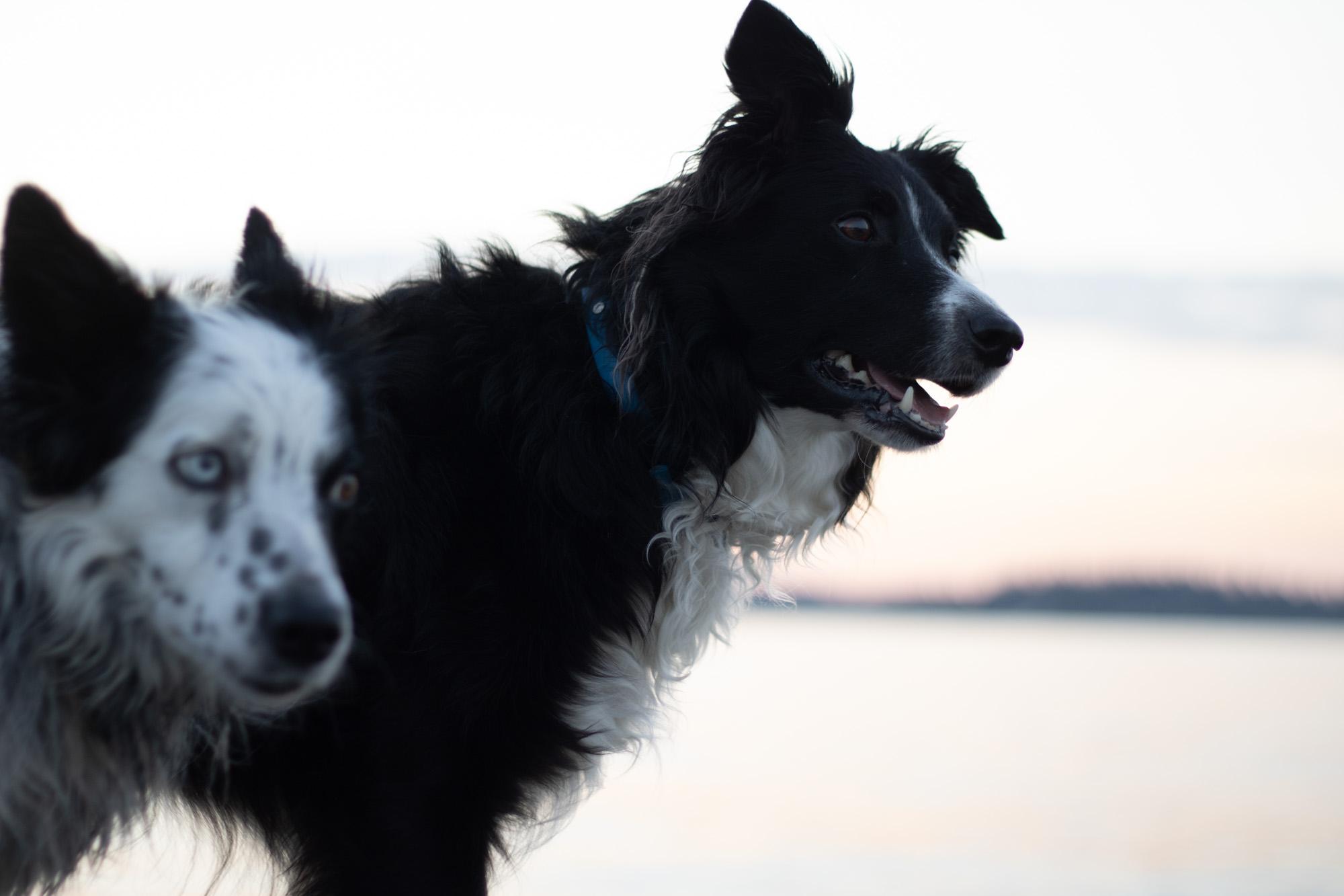 Border collies Mink and Luna