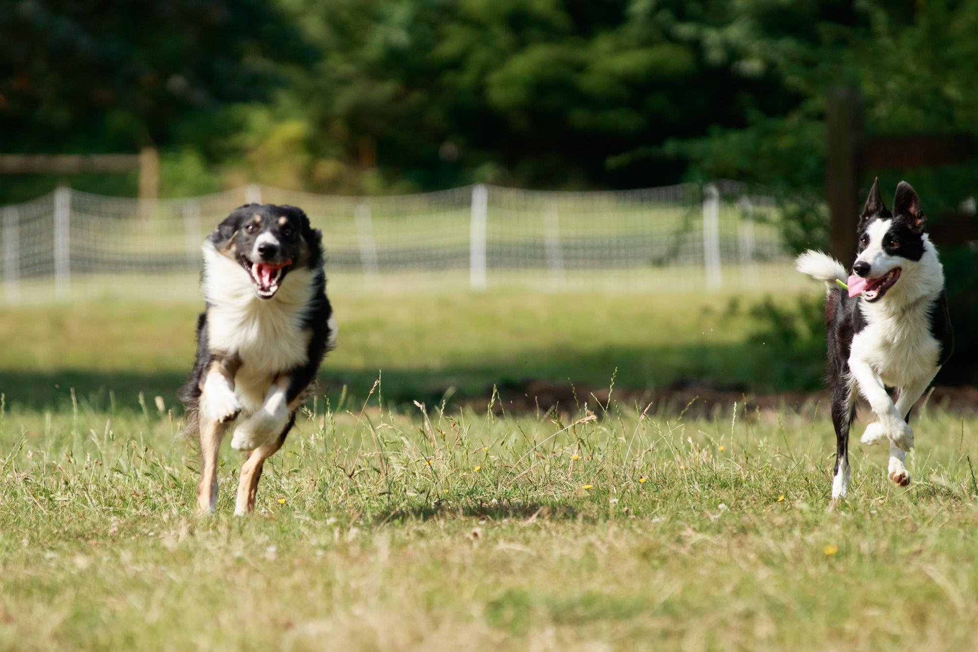 Border collies Rex and McDonald