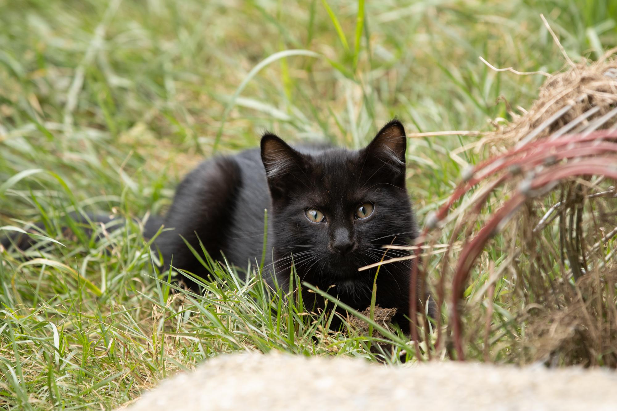 Black cat lying in the grass