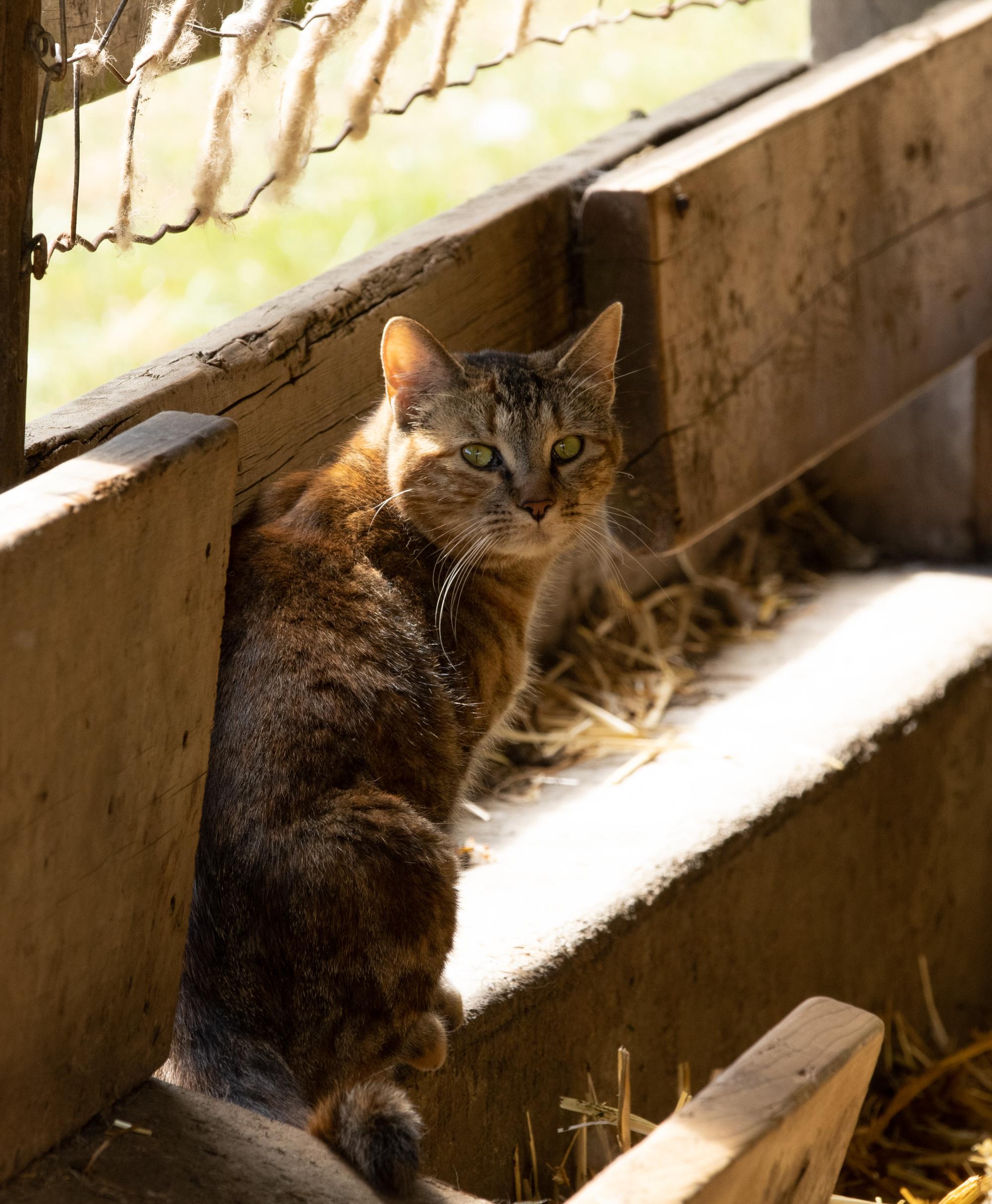 Striped cat sitting on some feed boxes