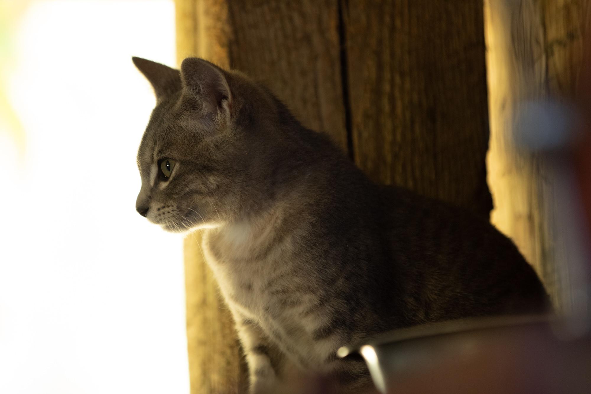 Cat waiting to be fed