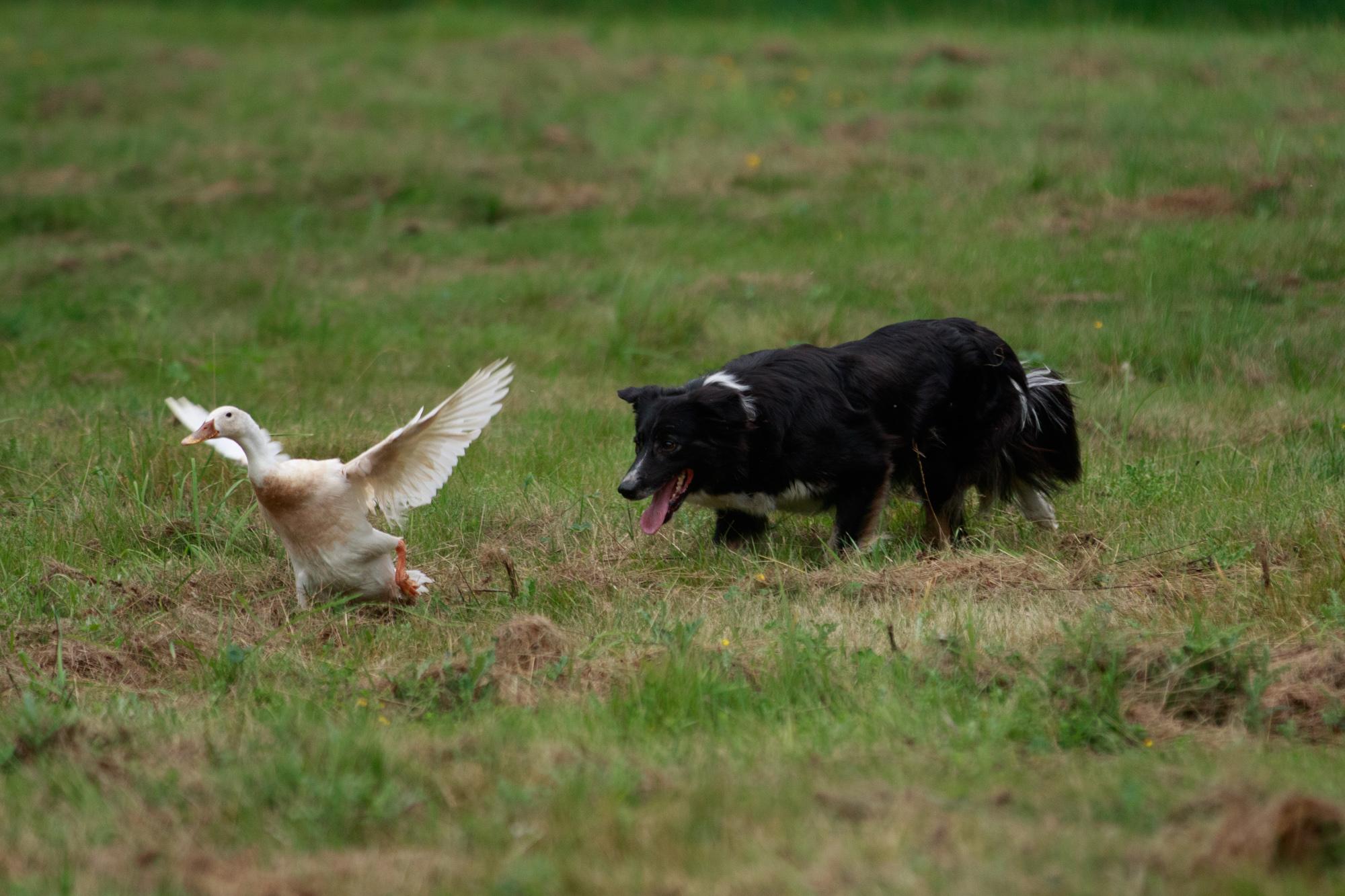 Reba herding an indian runner duck