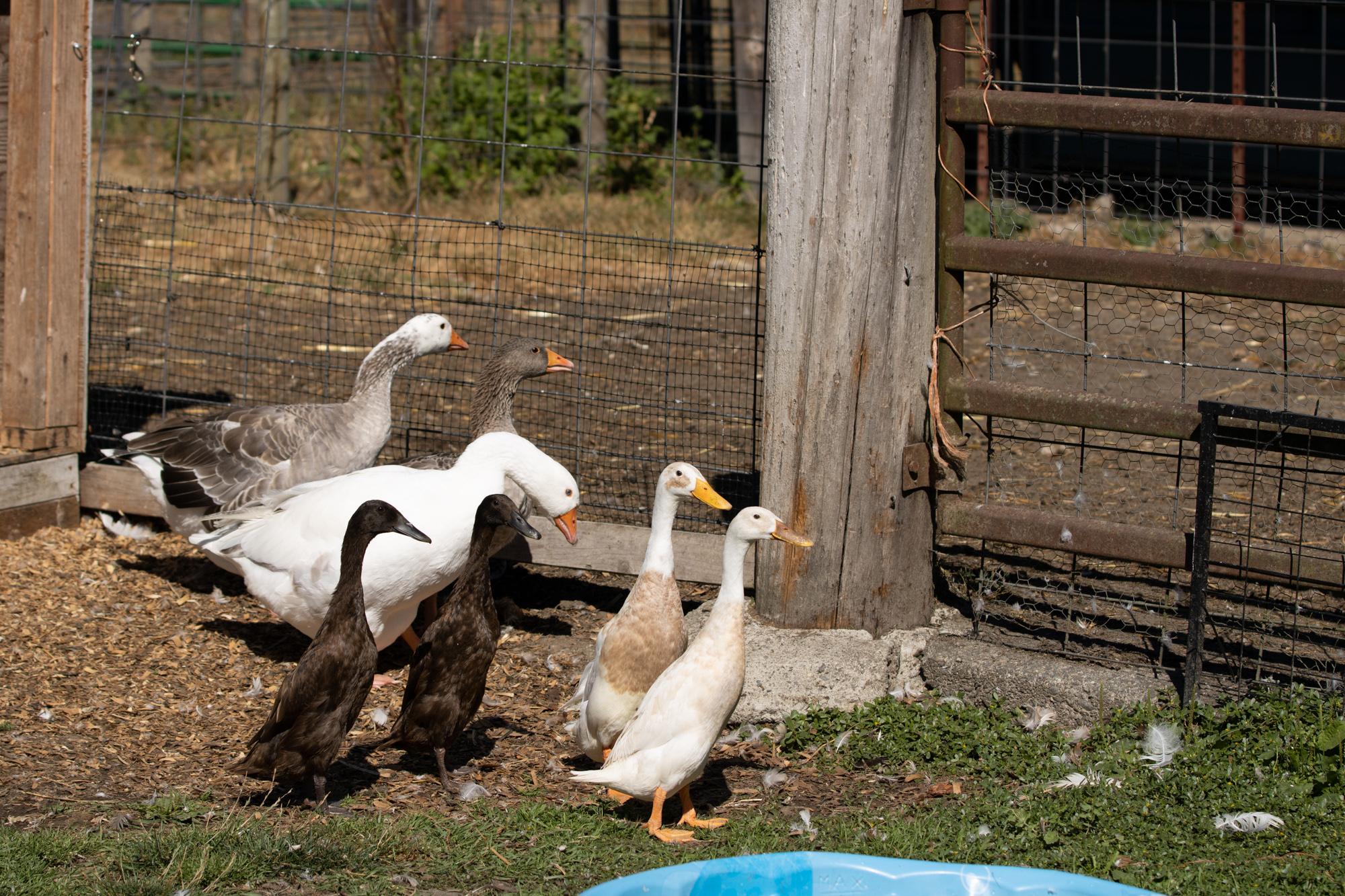 Ducks and geese in their inclosure