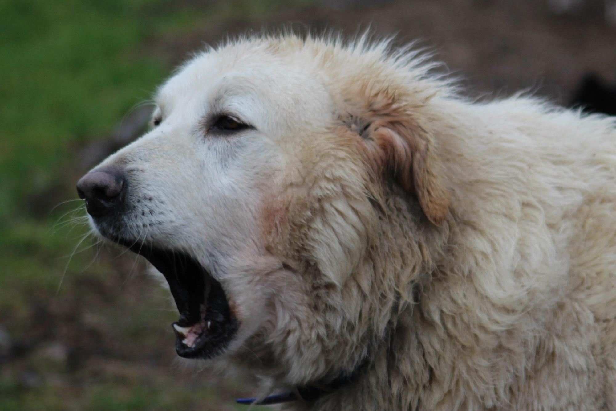 John Wayne yawning