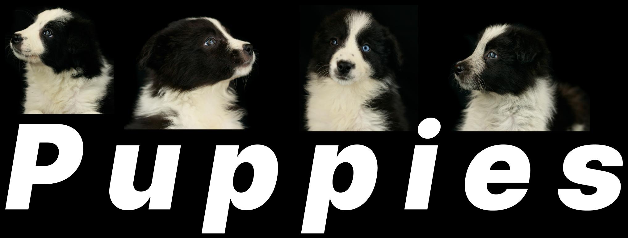 Puppies